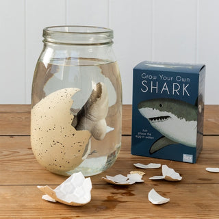 Grow your own shark -Giant hatching shark egg - Sharks