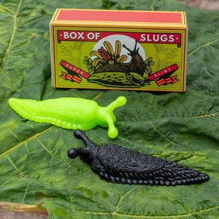 Box of two slimy slugs - Shells Cafe | Shells Little Shop