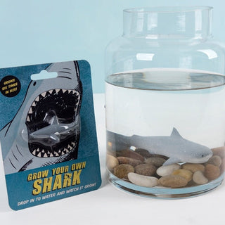 Grow your own shark - Shells Cafe | Shells Little Shop